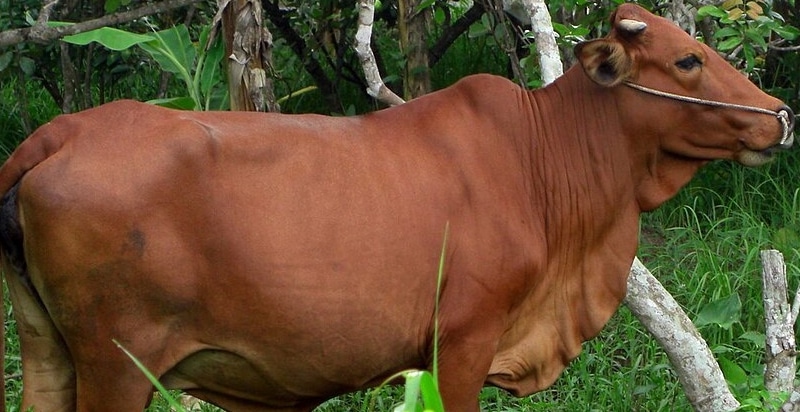 Con số may mắn liên quan tới việc nằm mơ thấy đàn bò vàng